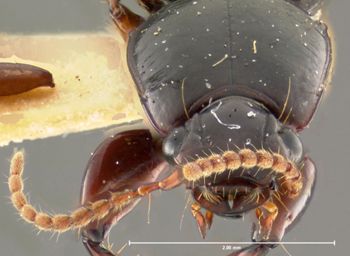 Media type: image;   Entomology 30164 Aspect: head frontal view